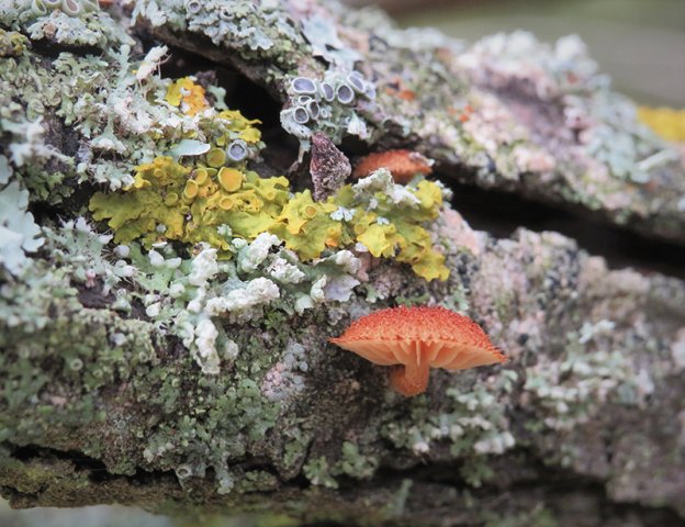 IMG_5165x_Mycena meliigena_1